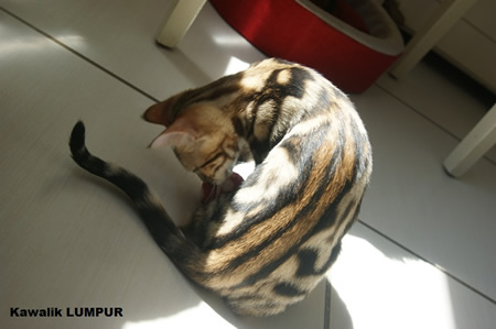 femelle bengal brown marble